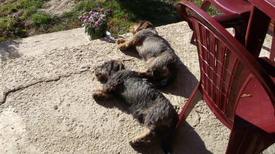 Po Spoločnej Polovačke