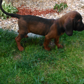 AXEL