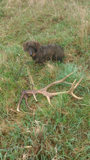 Z dnešnej prechádzky