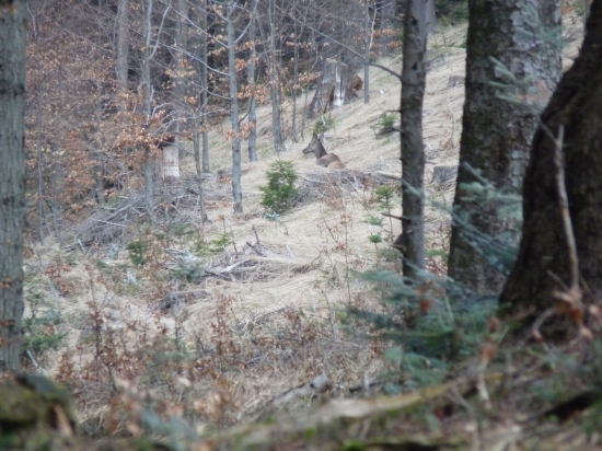jelenička