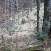 jelenička