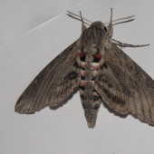 motyl