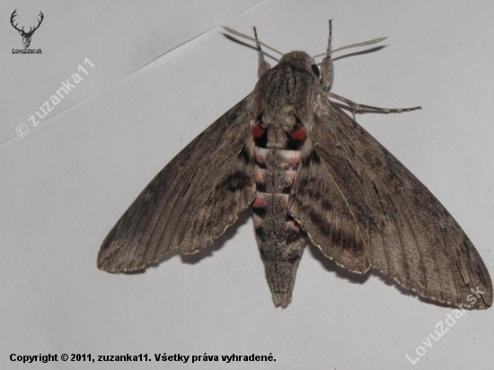 motyl