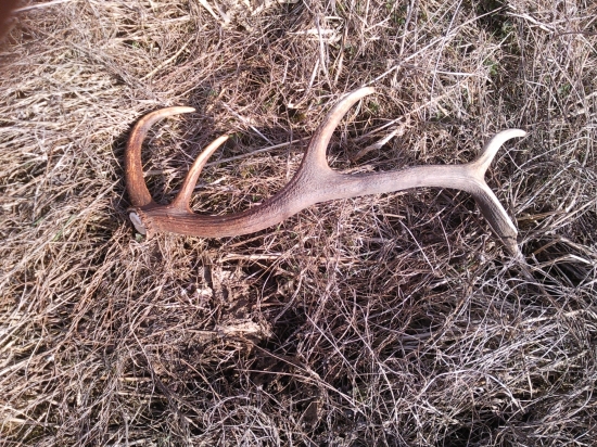 Nájdený na Kvetnú nedeľu