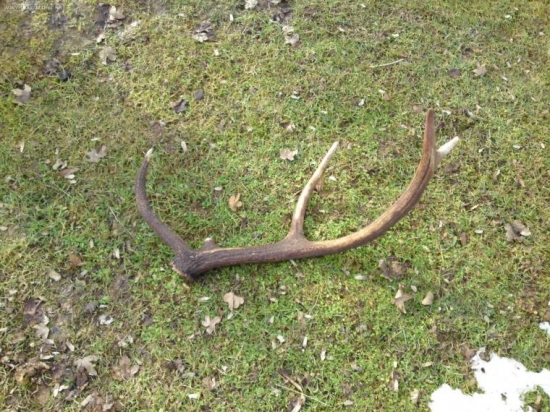 s robom na vychadzke