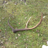 s robom na vychadzke