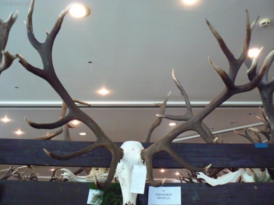 chovatelska, kanianka