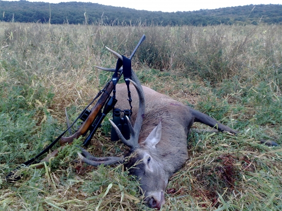 Ruja 2011