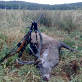 Ruja 2011