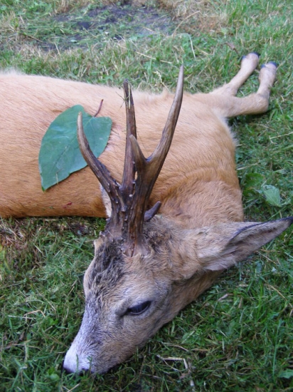 Vytúžený srnec III.V.T.