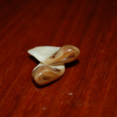 aj taketo polovnici nechcu