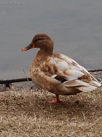 albinka