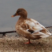albinka
