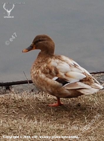 albinka