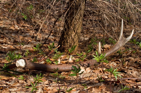 Keď srdce poskočí