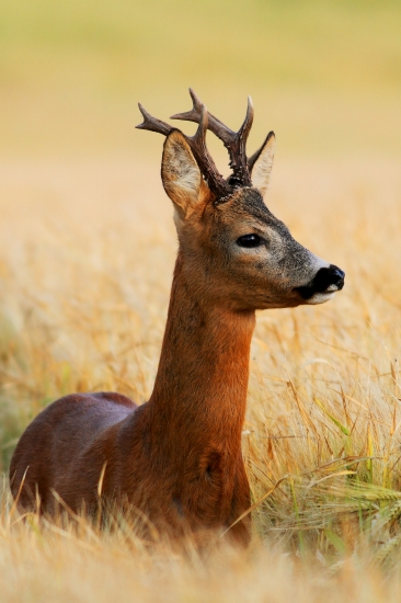 Krasavec-ešte jedna