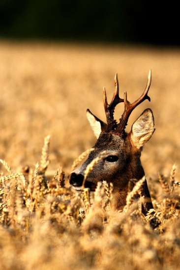 ďalší junák do zbierky