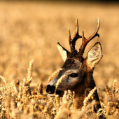 ďalší junák do zbierky