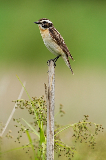 Pŕhľaviar červenkastý