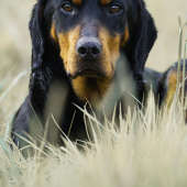 Barón