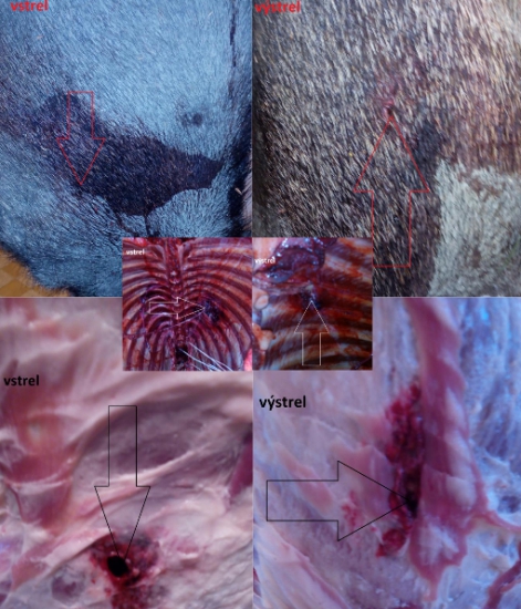 Norma TIPSTRIKE 11g - 308 Win.