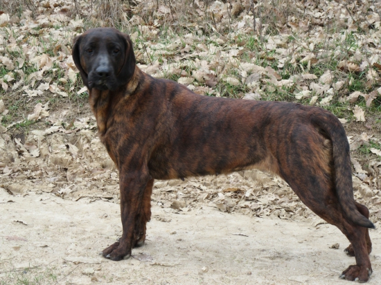 NUTA  Minas Ithilien