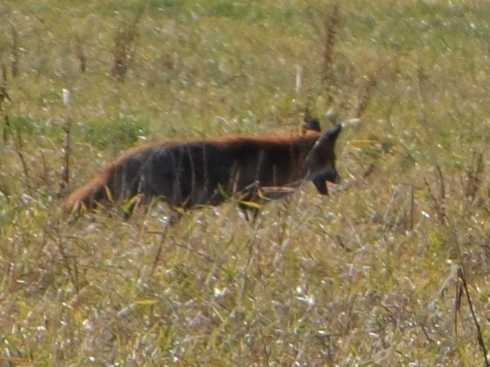 niečo z minuleho roka..(Vulpes Vulpes)