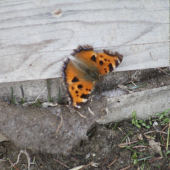motyl..