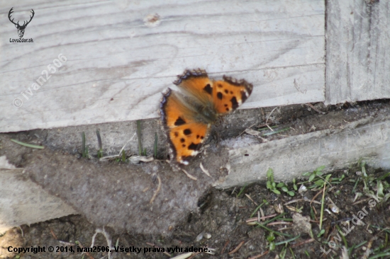 motyl..
