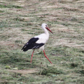 ked si bocian potravu hlada..