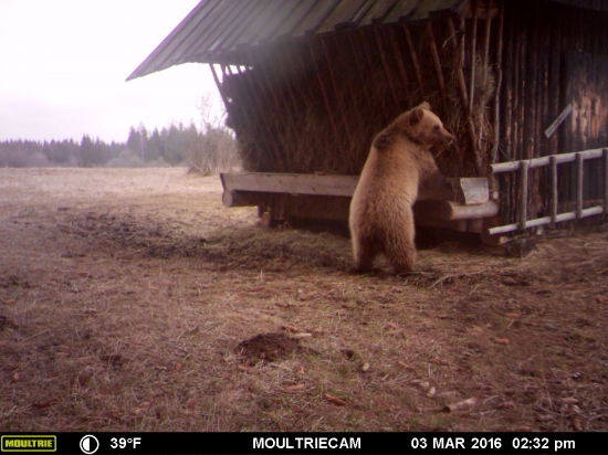 ked uz aj macko chodi na parohy poobede.:)