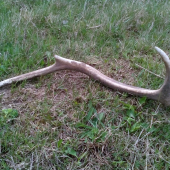 Aj 6-tačik poteší.