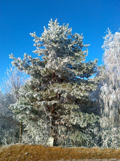 Krasa od deda mráza