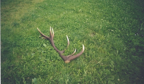 rok ticho ležal 3,80kg