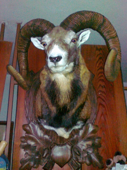 kamaratov narodeninovy