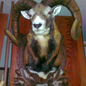 kamaratov narodeninovy
