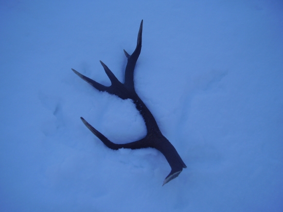 Najdeny v ruji to muselo boleť