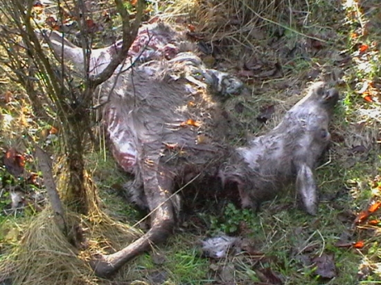 Aj takto sa končí život zvery