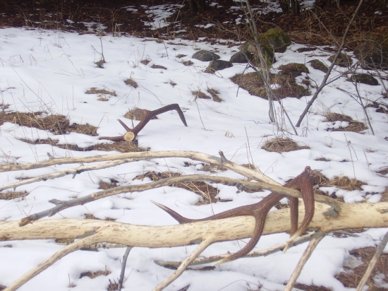 Pri osike za dedinou.