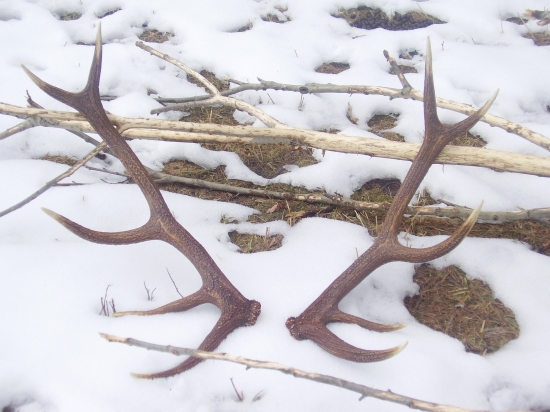 ešte raz pár ID201631