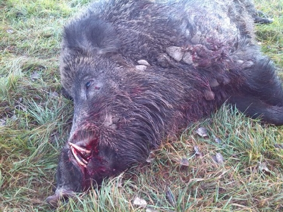 ešte raz D--- ID222768