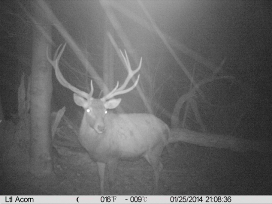 Ked snežilo chumelilo.