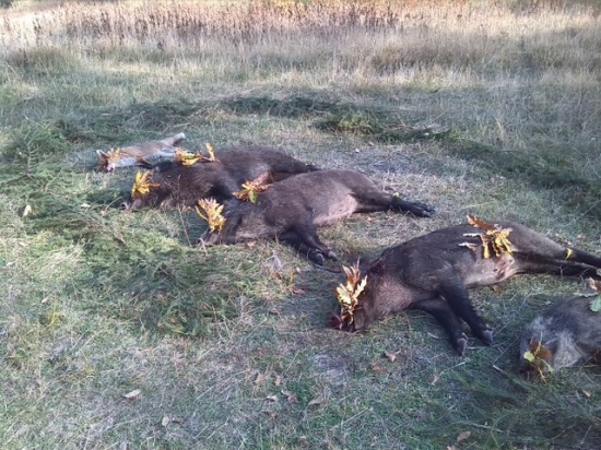 jedna pekná spoločná polovačka