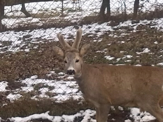 čo poviete nanho bude dačo sneho
