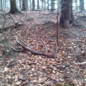 Len tak si tam ležal.