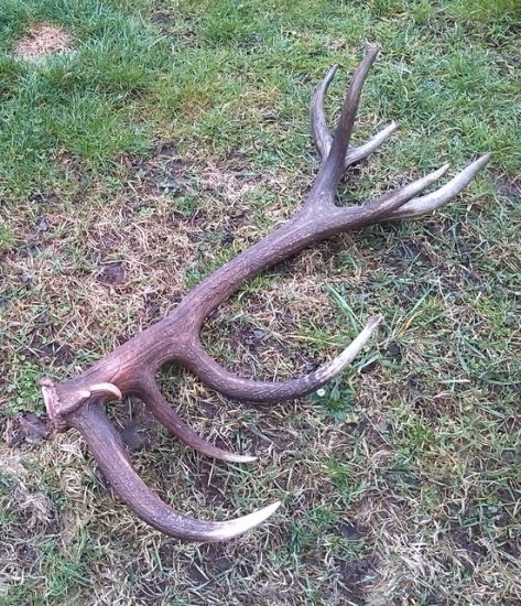 čo je doma to sa ráta