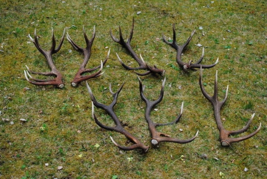 a ide sa na výstavu