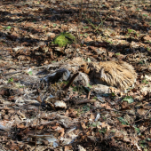začiatok a koniec krála