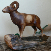 muflon