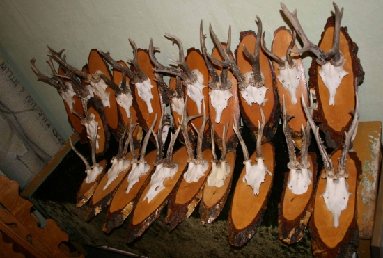 část srnců